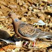 Oriental Turtle-Dove